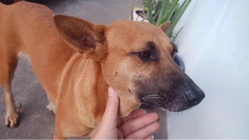 Đặc điểm tính cách trung thành của chó cỏ