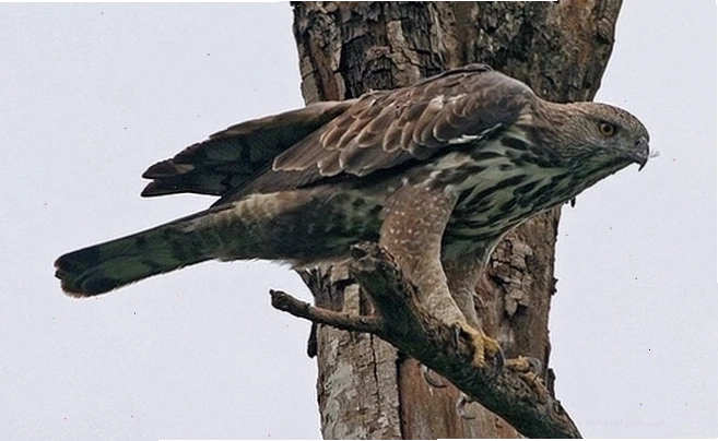 Đại bàng núi thuộc chi Spizaetus là loài chim săn mồi hung dữ