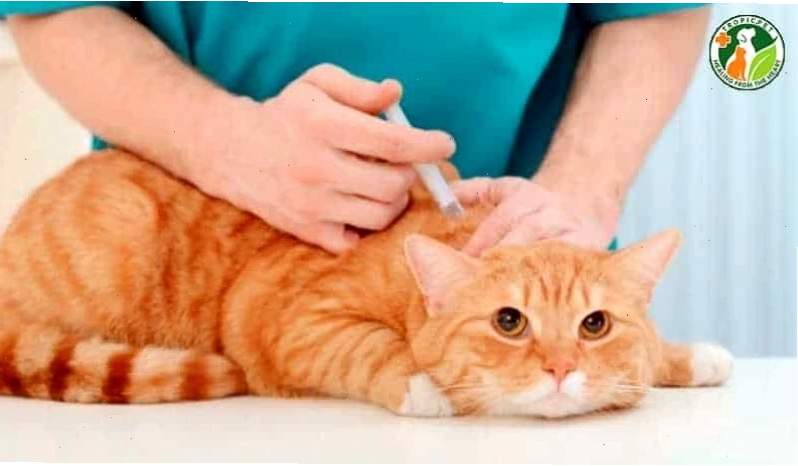 Đảm bảo rằng mèo của bạn được tiêm phòng, tẩy giun đầy đủ