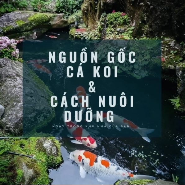 Đàn cá Koi nhiều màu bơi trong hồ lọc nước và có oxy