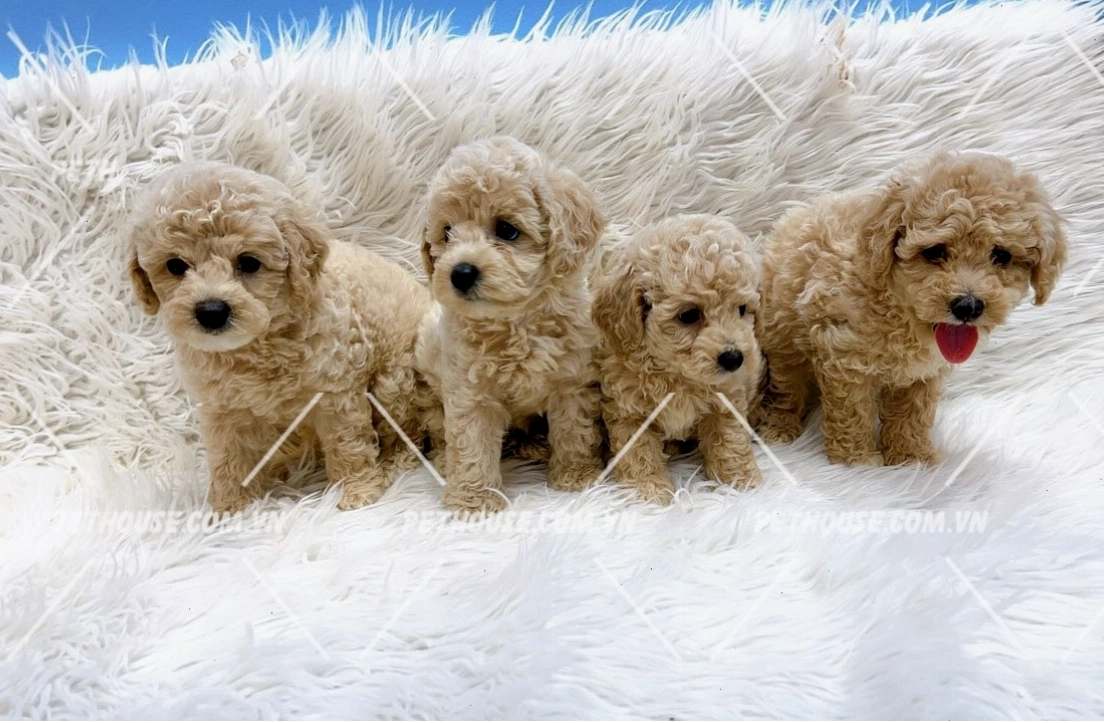 Đàn chó Poodle con đáng yêu tại Pet House