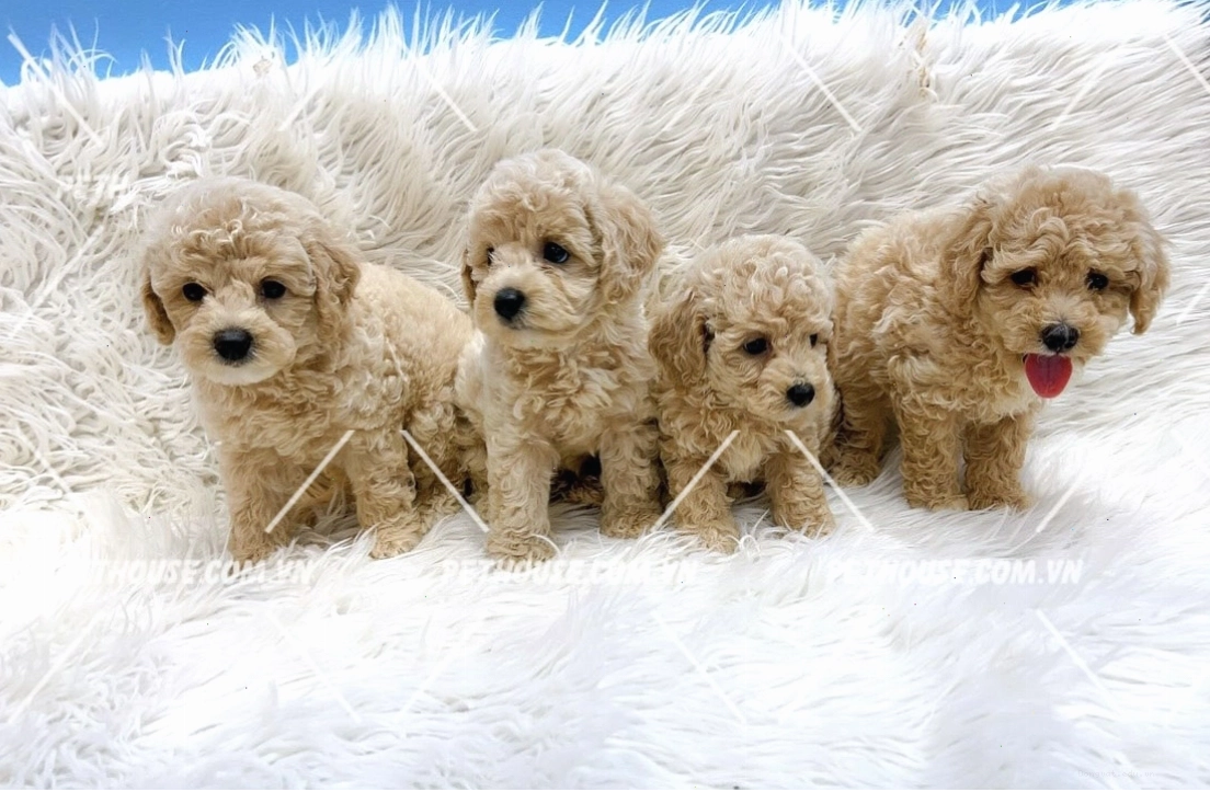 Đàn Poodle đáng yêu tại Pet House