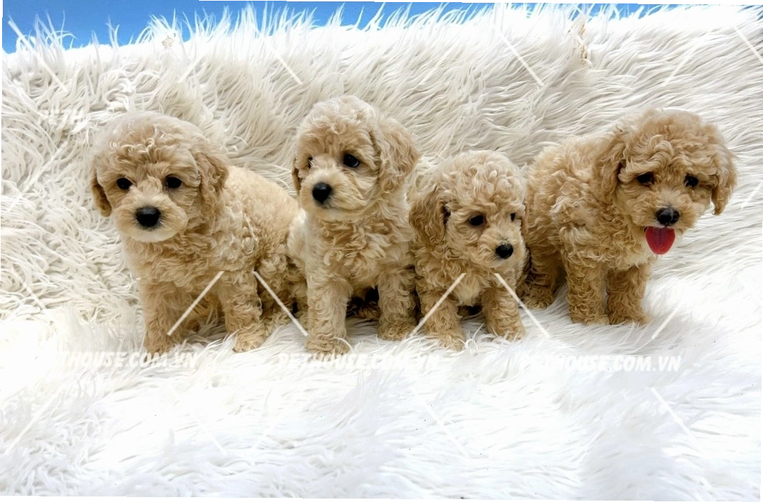 Đàn Poodle đáng yêu với nhiều màu sắc khác nhau