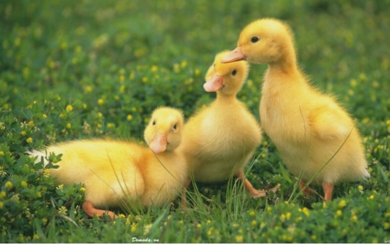 Đàn vịt con dễ thương quây quần bên nhau