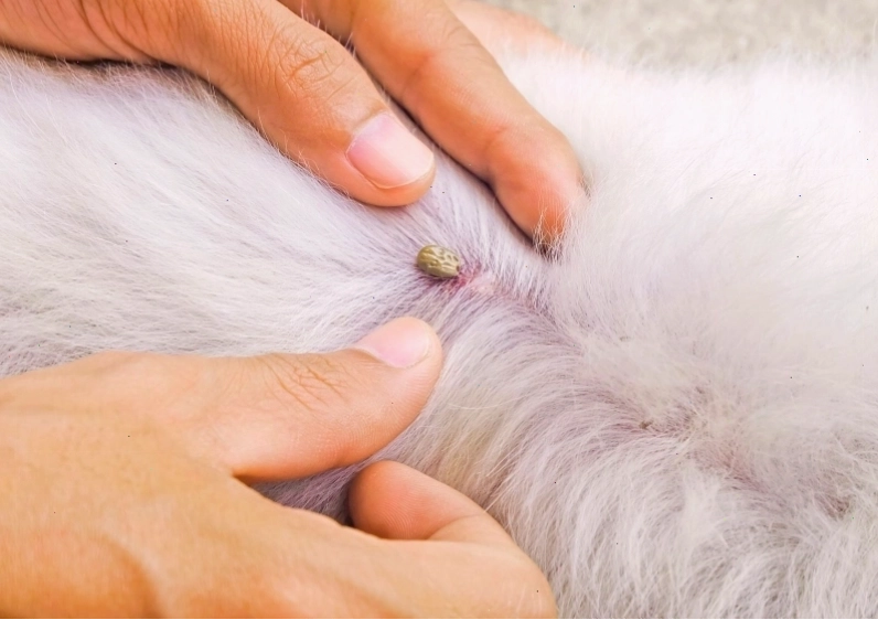 Dấu hiệu nhận biết chó bị ve rận trên cơ thể