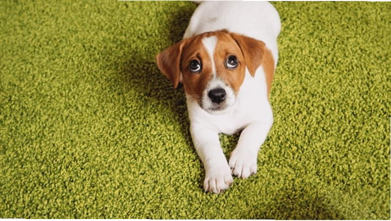Dạy chó đi vệ sinh đúng chỗ ngoài trời