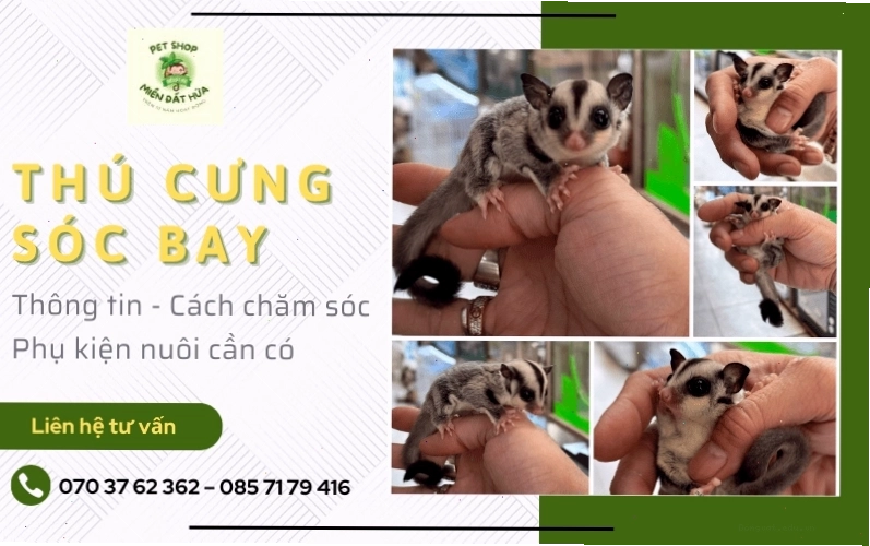 Dế là nguồn protein tốt cho sóc bay Úc