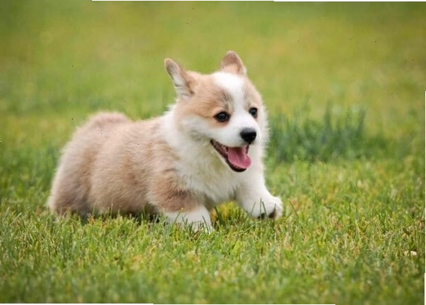 Địa điểm mua thức ăn cho chó Corgi
