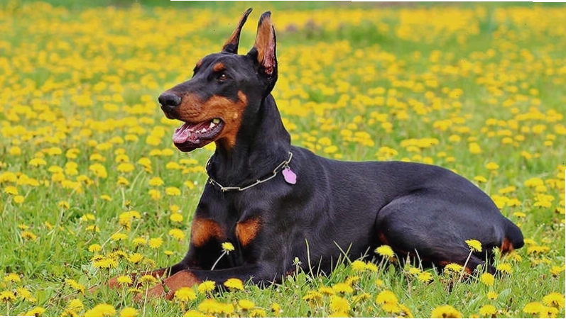 Doberman Pinscher cảnh giác và thông minh