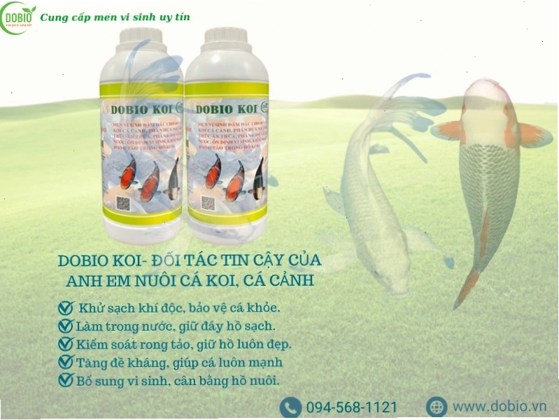 Dobio Koi là đối tác an toàn cho cá cảnh và tôm