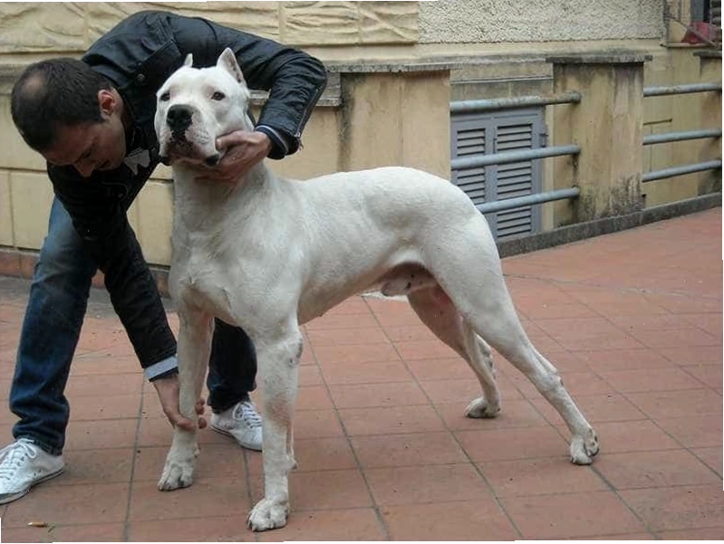 Dogo Argentino to lớn