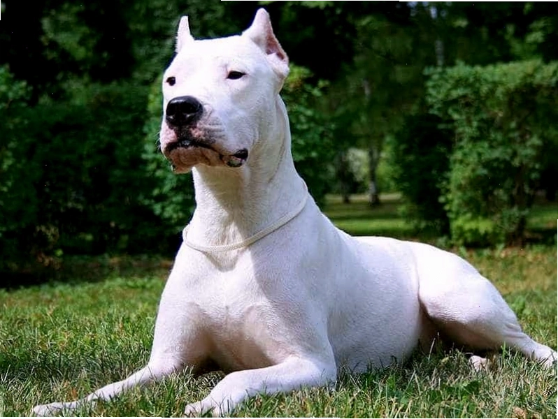 Dogo Argentino trắng muốt