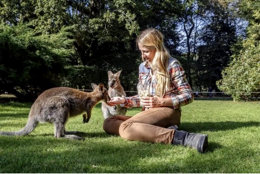 Du khách cho Kangaroo ăn tại Bonorong Wildlife Sanctuary
