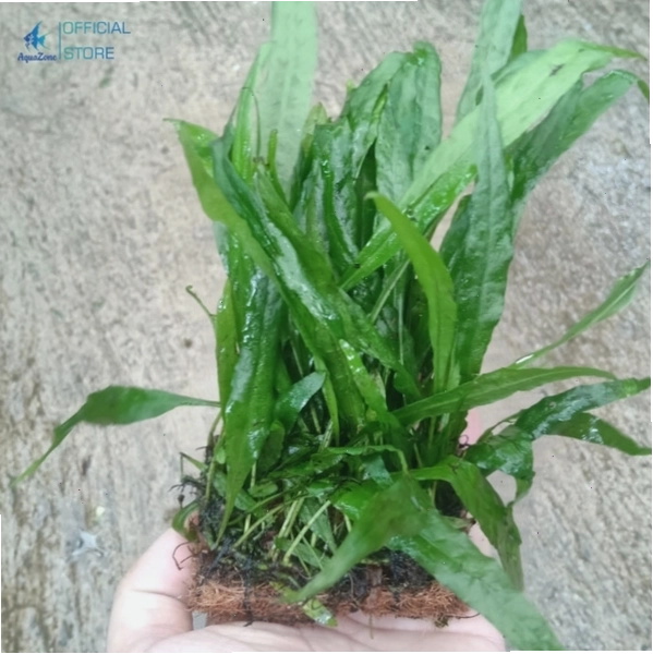 Dương Xỉ Lá Hẹp tạo hiệu ứng mềm mại
