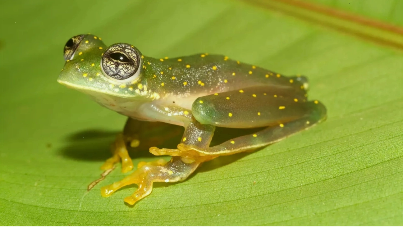 Ếch kính Cochran đốm trắng Sachatamia albomaculata trên lá cây