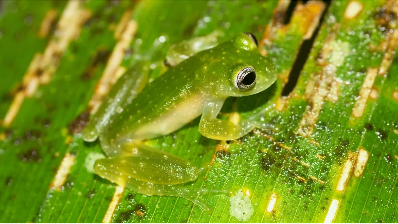 Ếch kính Powdered Cochranella pulverata trên lá