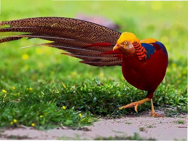 Gà Lôi Vàng với bộ lông cam rực rỡ thu hút ánh nhìn