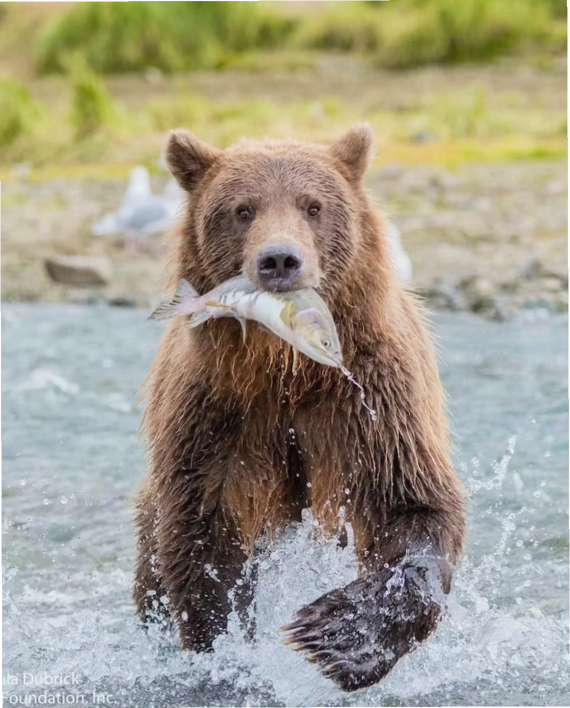 Gấu grizzly đang tha cá trong miệng bên bờ sông