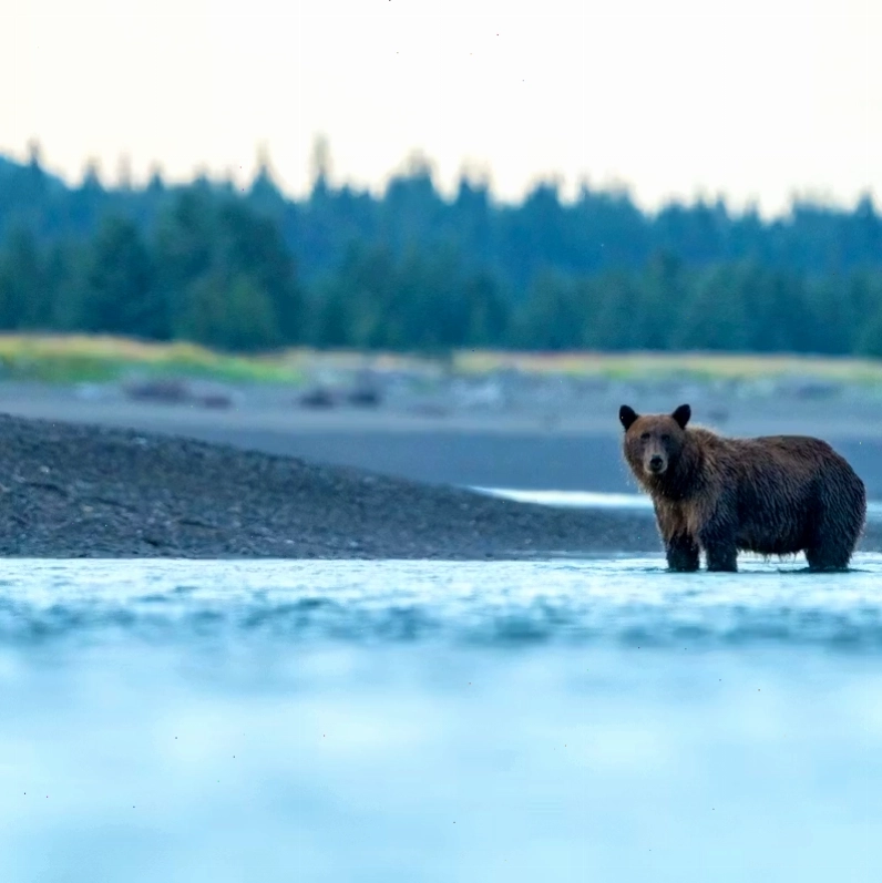 Gấu grizzly đứng trong dòng sông