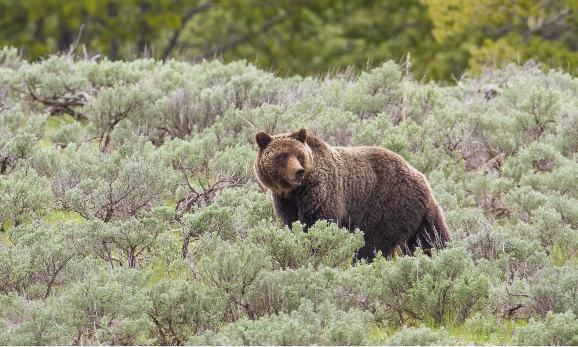 Gấu grizzly mẹ uy nghi trên thảo nguyên rộng lớn