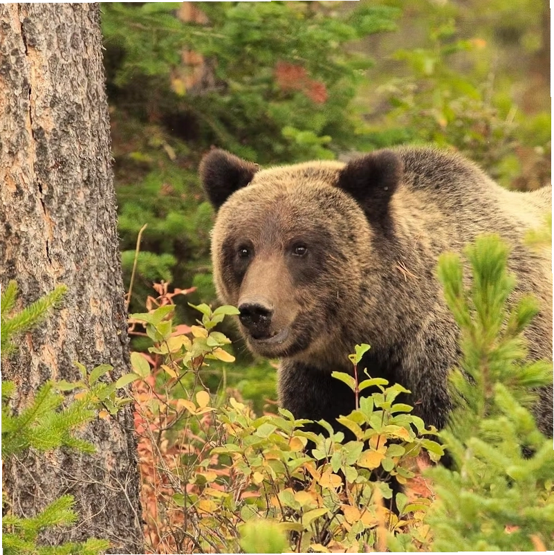 Gấu grizzly trên khu rừng Bridger-Teton