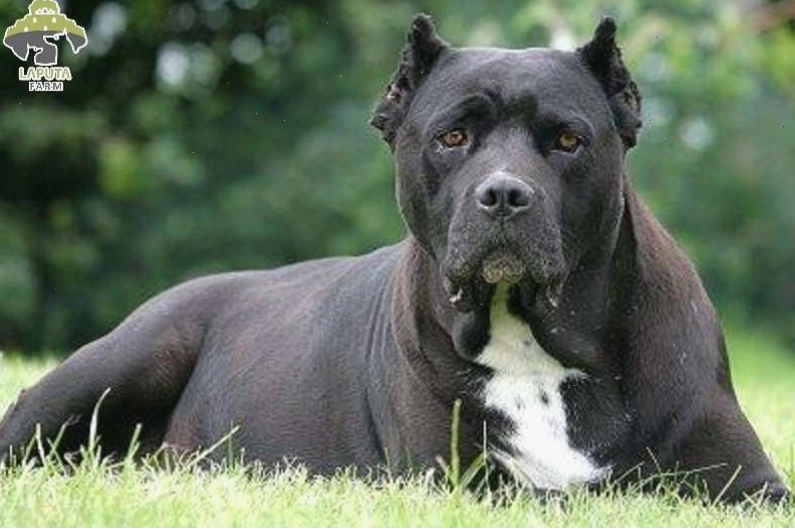 Giá bán chó Ngao Ý Cane Corso trên thị trường