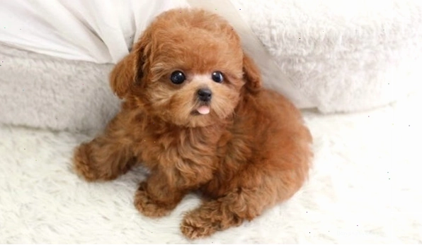 Giống chó Poodle Tiny với bộ lông nâu đỏ đặc trưng