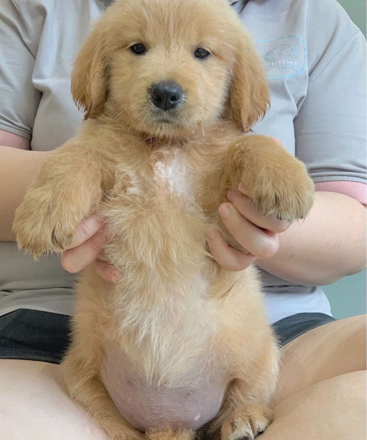 Golden Retriever con với vẻ mặt ngây thơ