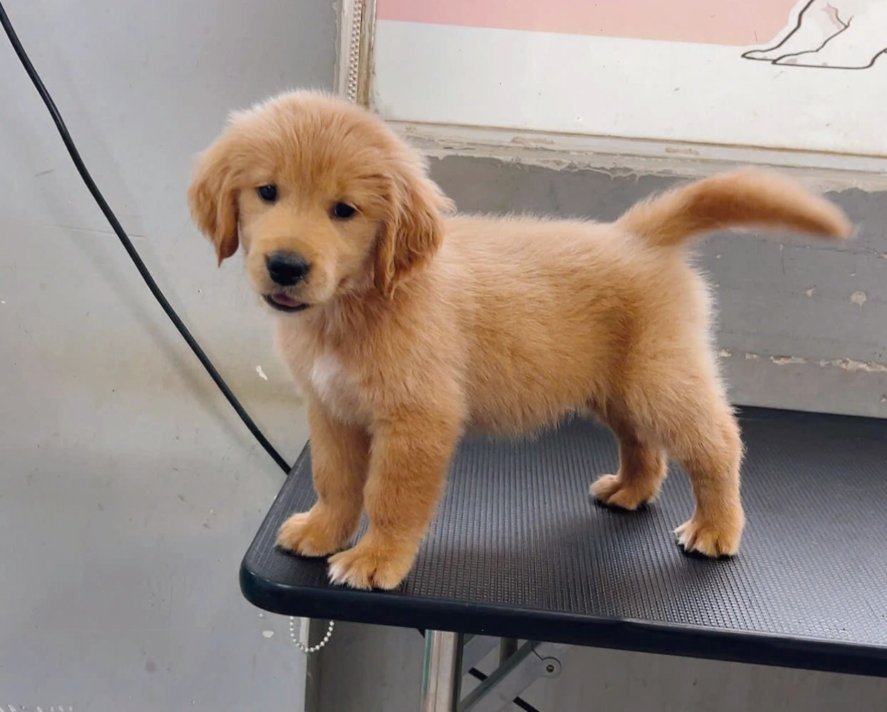 Golden Retriever đang nghỉ ngơi