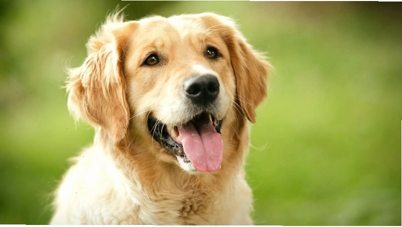 Golden Retriever thân thiện và thông minh
