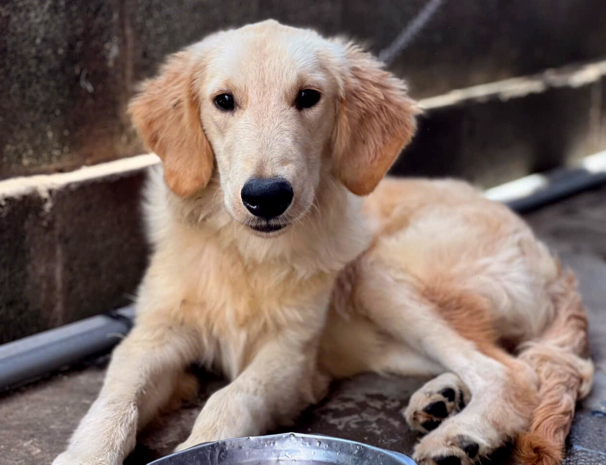 Golden Retriever trưởng thành với bộ lông vàng kim sang trọng
