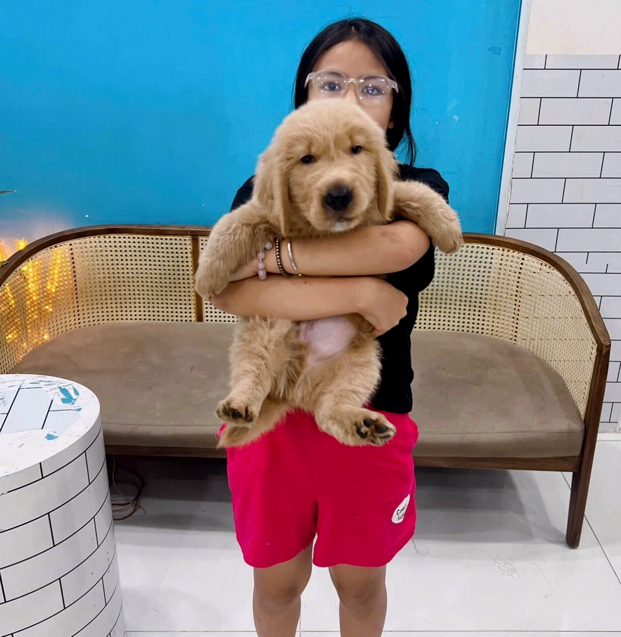Golden Retriever với bộ lông dày và mượt