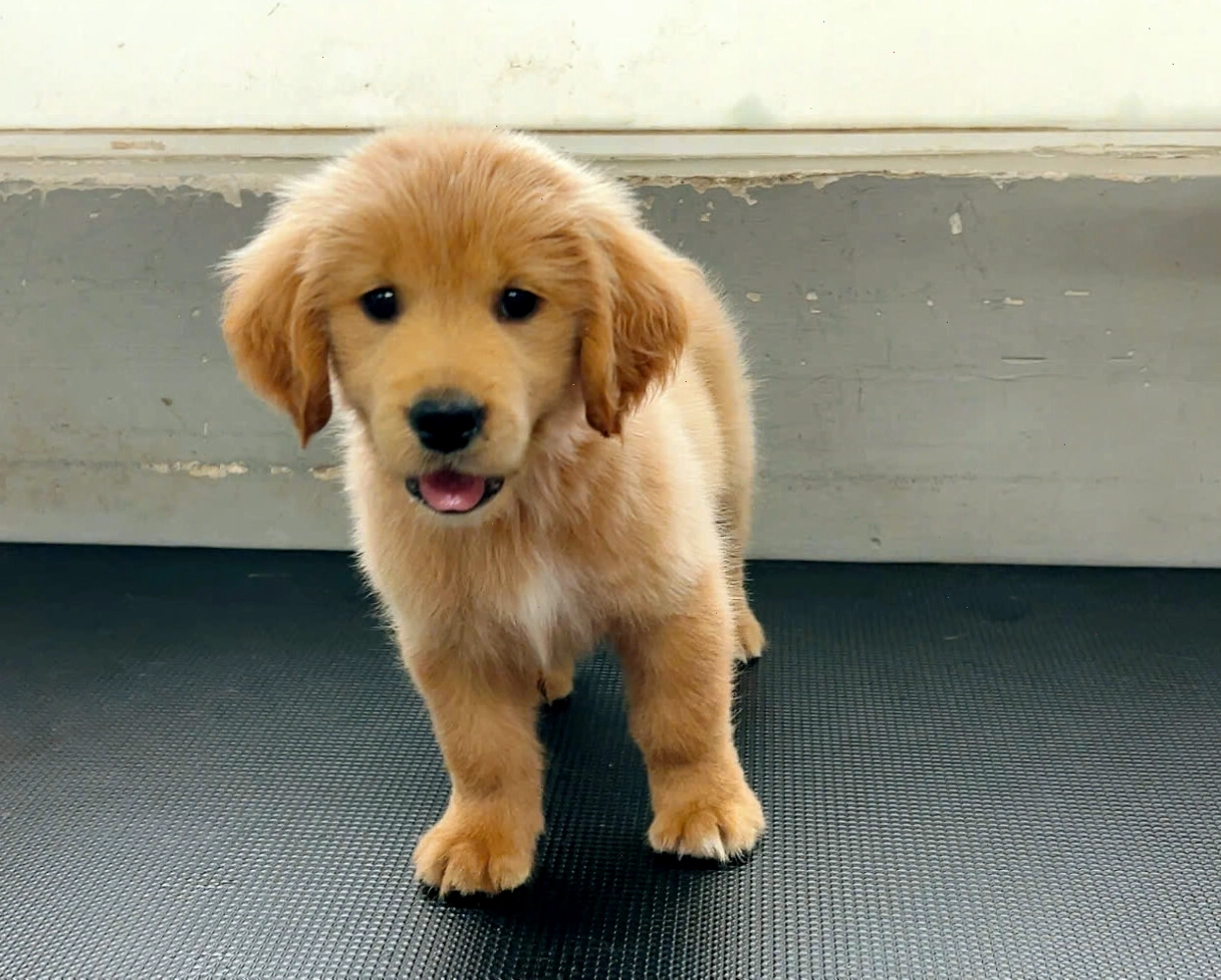Golden Retriever với đôi mắt biểu cảm