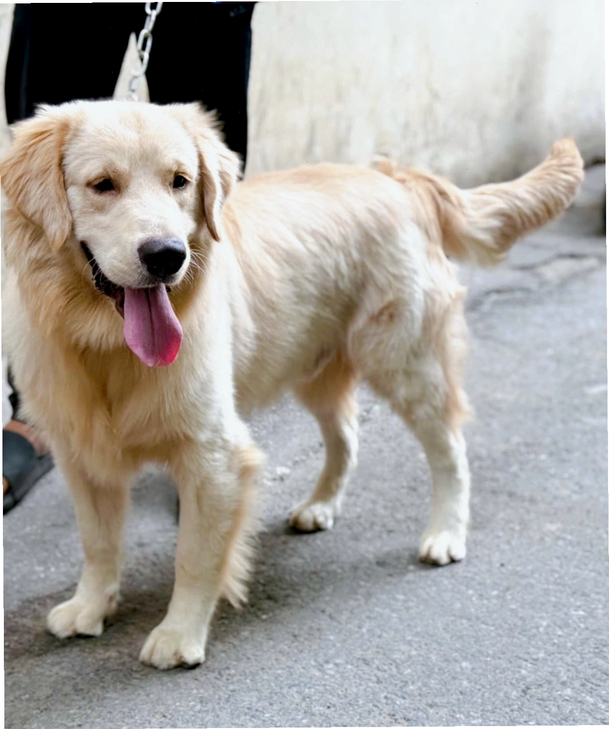 Golden Retriever với vẻ ngoài uyển chuyển và cân đối