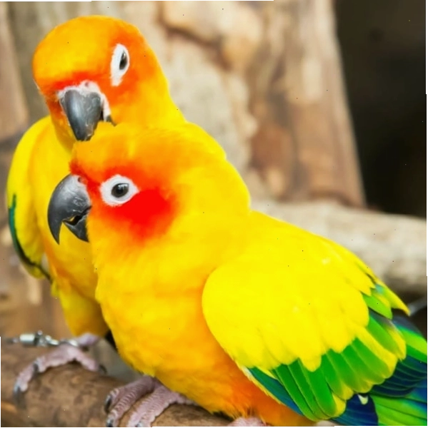 Hai chú vẹt Sun Conure đang chơi đùa