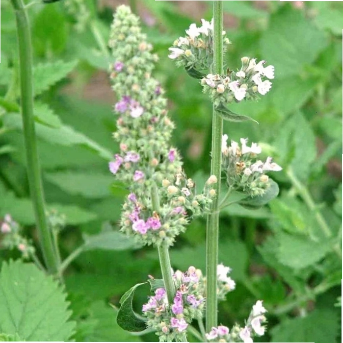 Hạt giống bạc hà mèo catnip