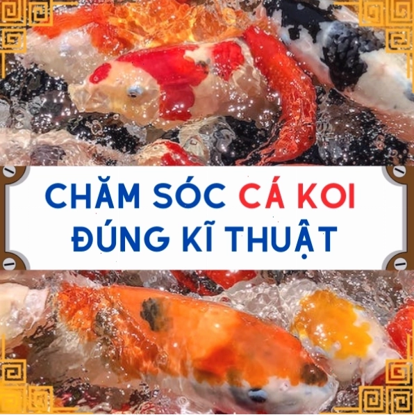 Hệ lọc hồ cá Koi gồm lọc cơ học và lọc sinh học