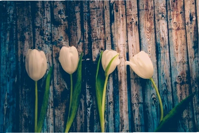 Hình ảnh hoa tulip sắc nét, sống động