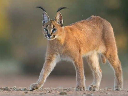 Hình ảnh linh miêu caracal với đôi tai to và chùm lông đặc trưng