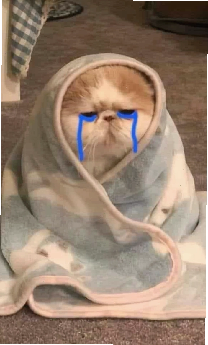 Hình ảnh meme mèo khóc cực cute