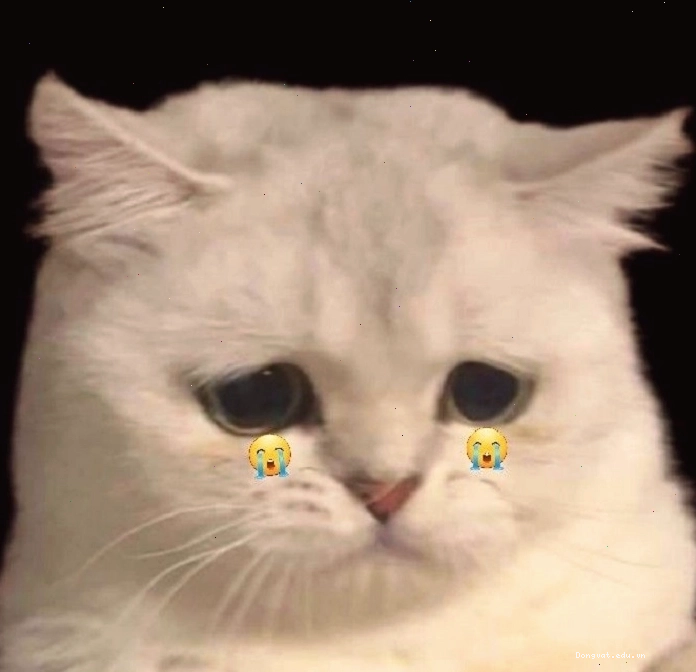 Hình ảnh meme mèo khóc cute
