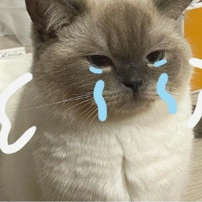Hình ảnh meme mèo khóc cute nhất
