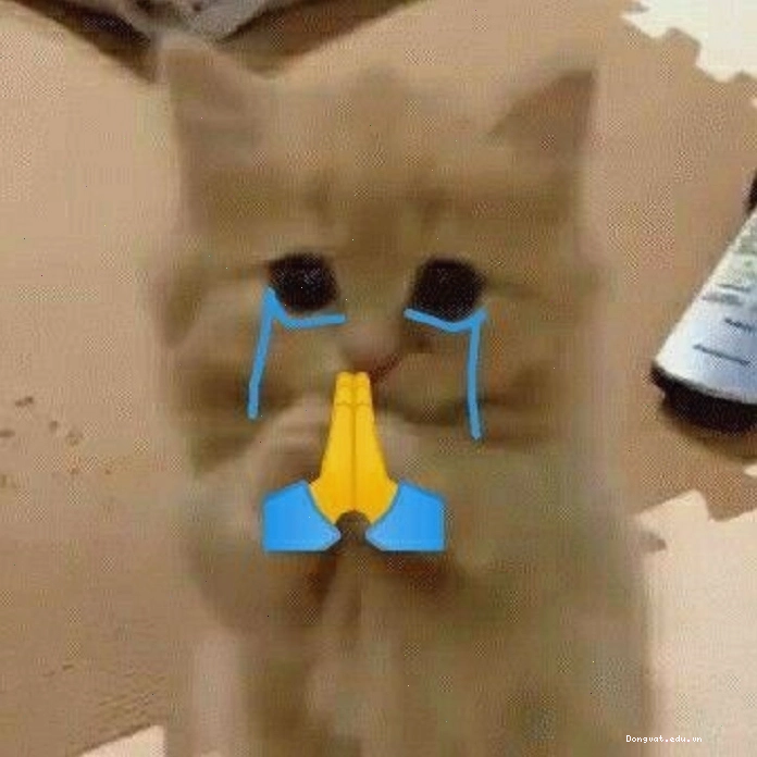 Hình ảnh meme mèo khóc cute xỉu