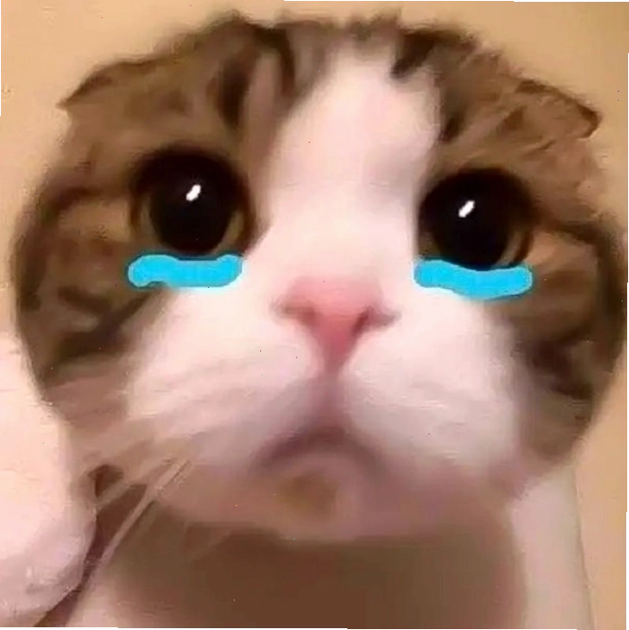 Hình ảnh meme mèo khóc dễ thương xỉu