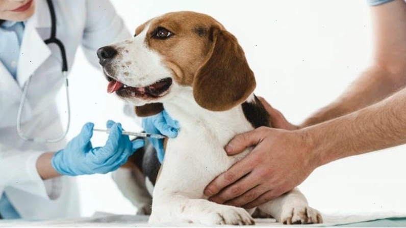 Hình ảnh minh họa chó bị ốm, cần được chăm sóc y tế