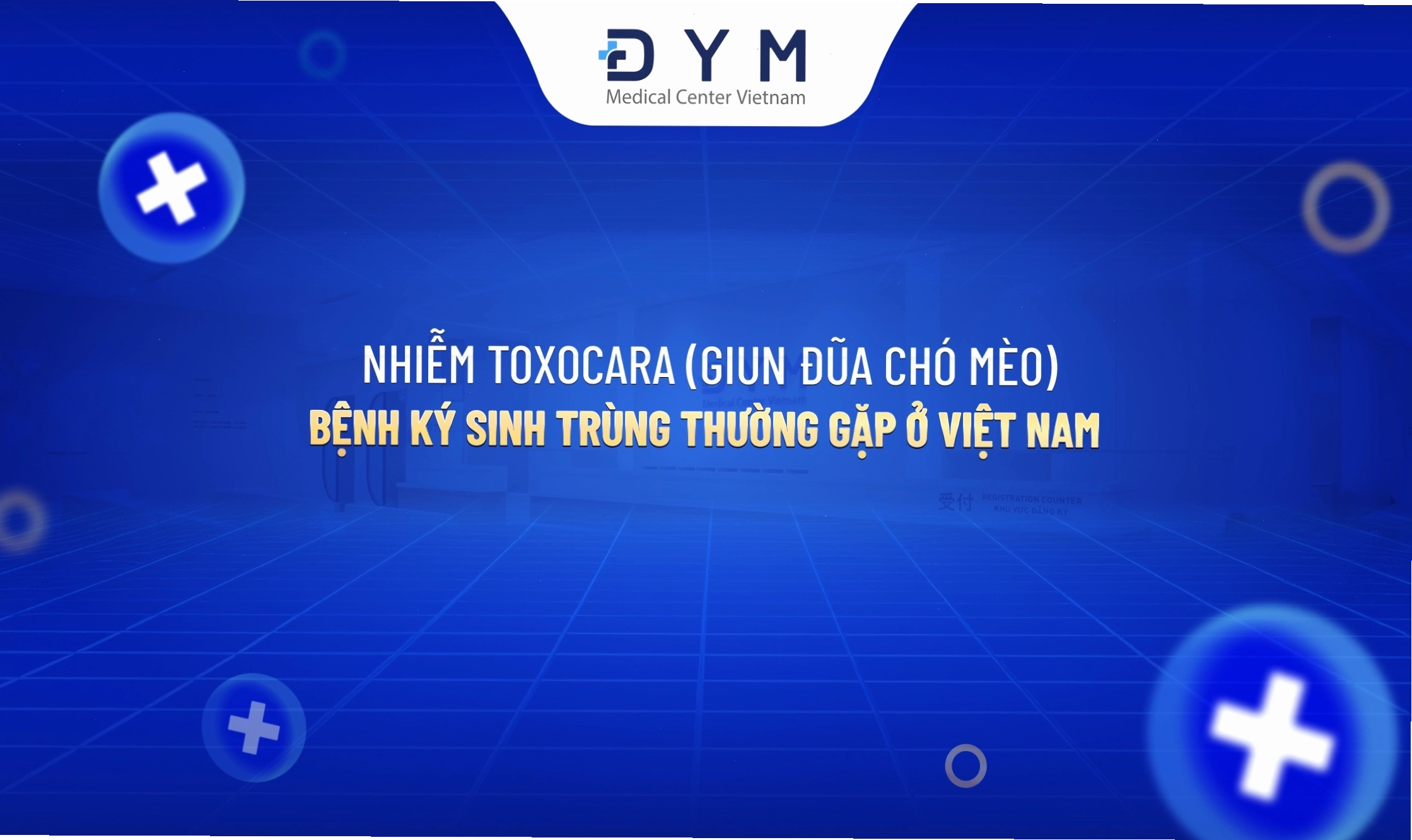 Hình ảnh minh họa về đường lây truyền của giun đũa chó mèo