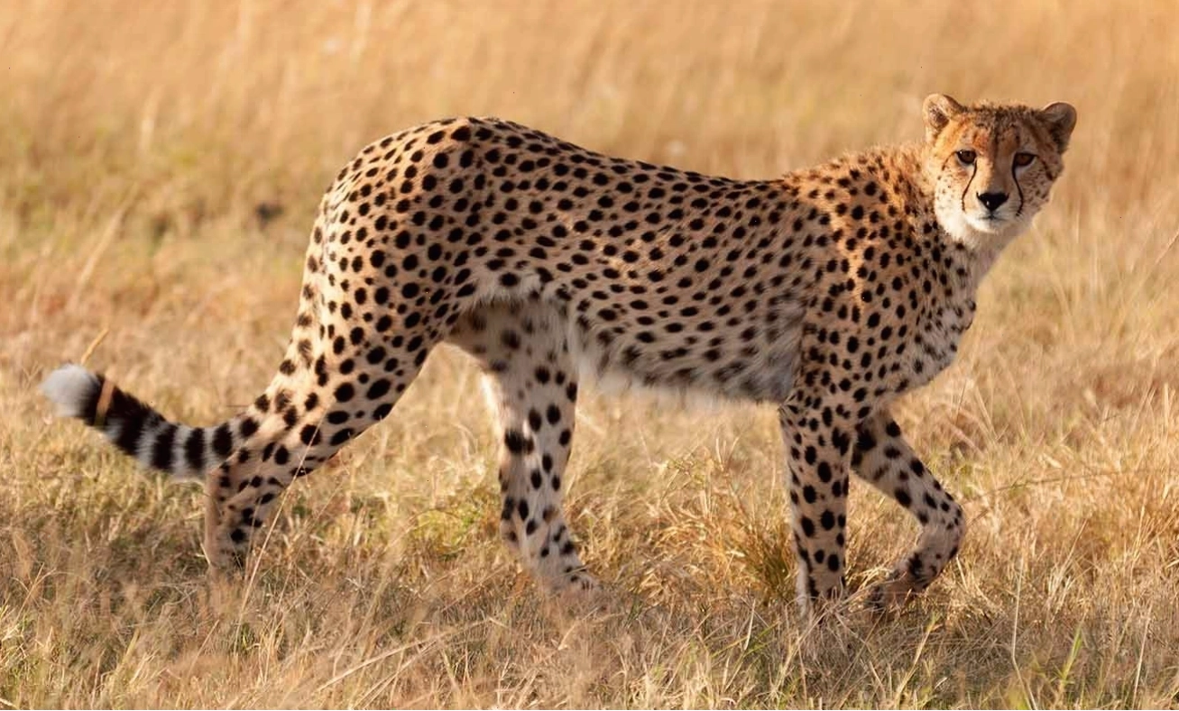 Hình ảnh một con Cheetah với vạch đen hình giọt nước trên mặt