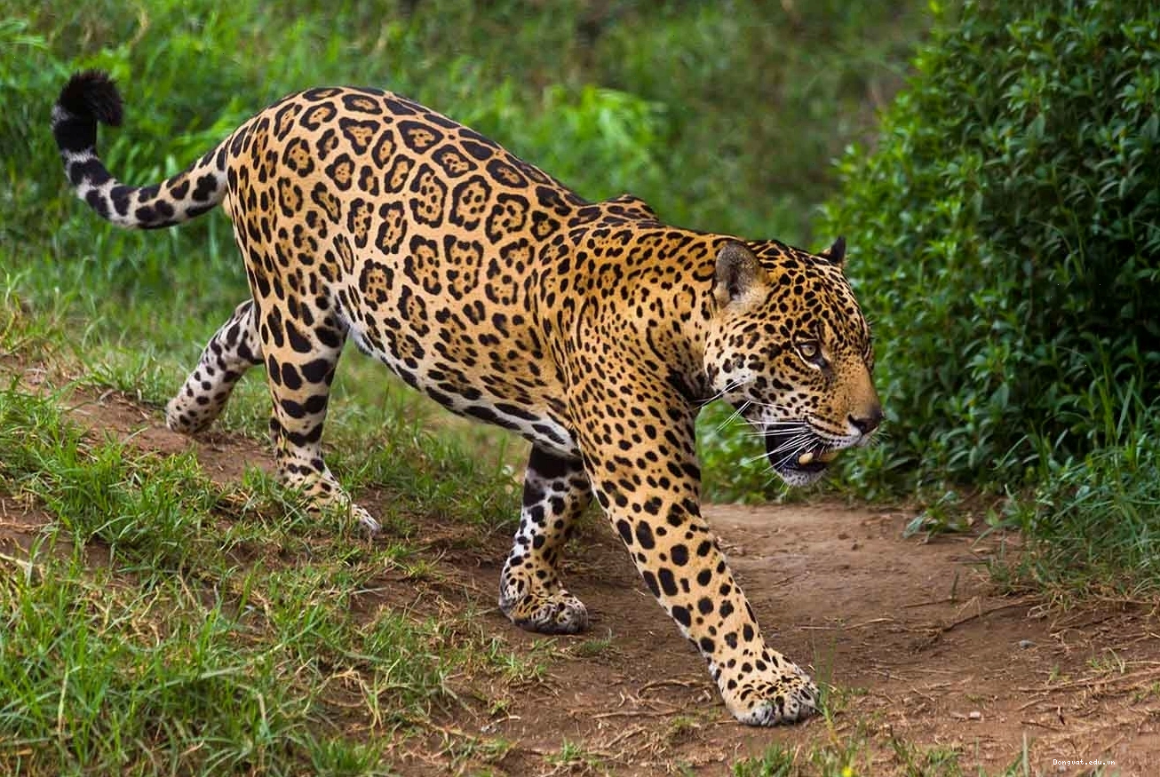 Hình ảnh một con Jaguar với bộ lông đốm đặc trưng