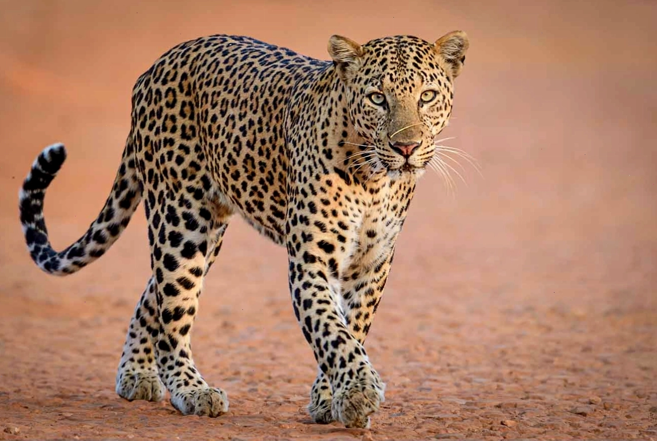 Hình ảnh một con Leopard với bộ lông đốm hoa thị nhỏ