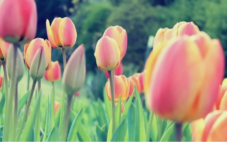 Hình nền điện thoại với avatar hoa tulip hồng dịu dàng